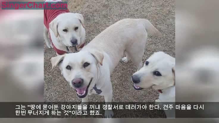 강아지 농약 샌드위치