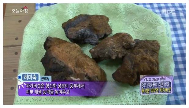 차가버섯 효능과 부작용